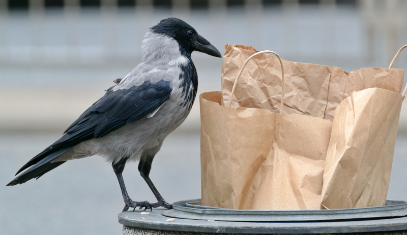 Crow looking for food